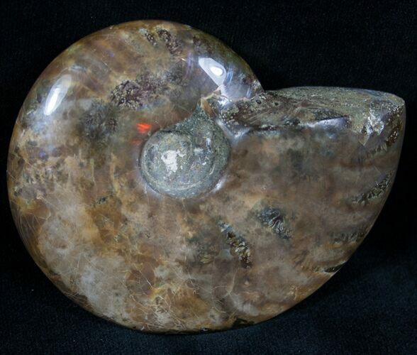 Polished Ammonite From Madagascar #7442